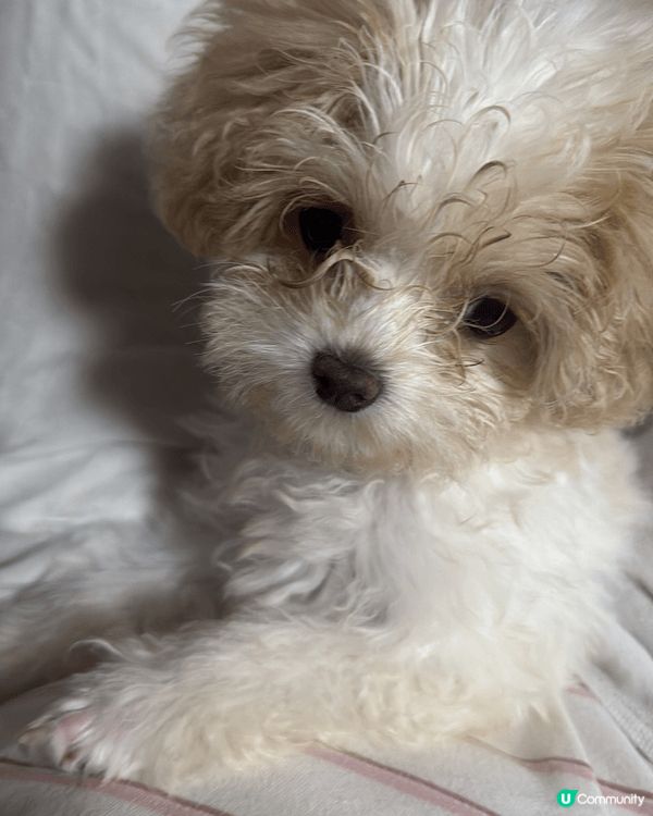 大家好，我叫LookLook~依家五個月大～品種係馬爾泰迪😆...