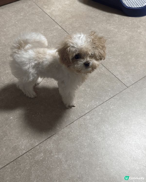 大家好，我叫LookLook~依家五個月大～品種係馬爾泰迪😆...