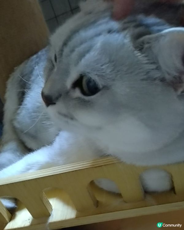 分享主子靚相🐱