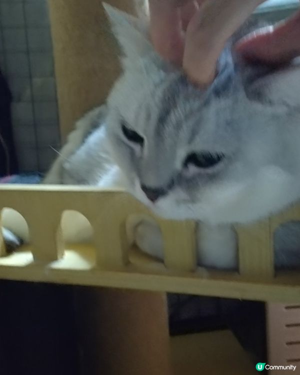 分享主子靚相🐱