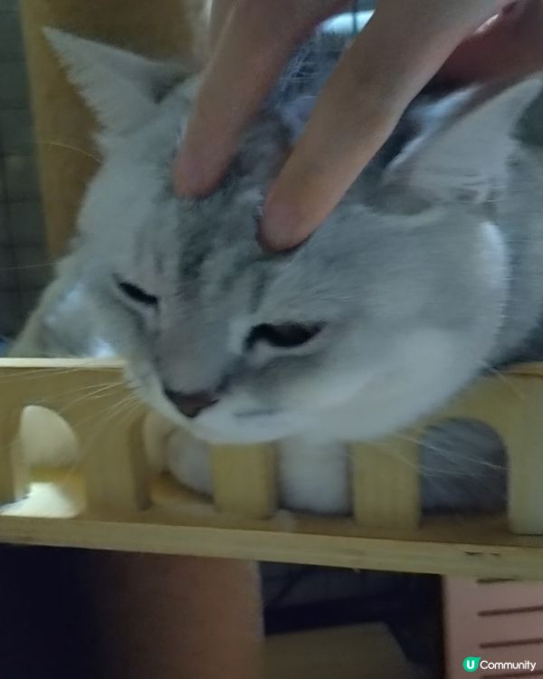 分享主子靚相🐱