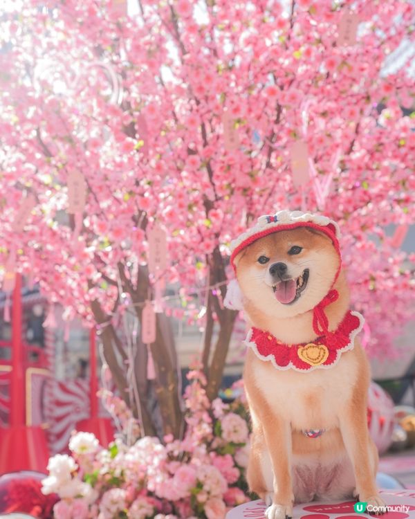 桃花世界打卡📸🌸