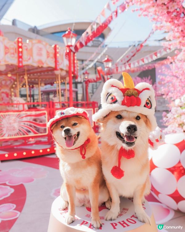 桃花世界打卡📸🌸