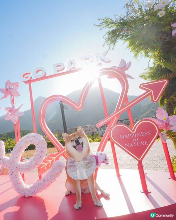 桃花世界打卡📸🌸