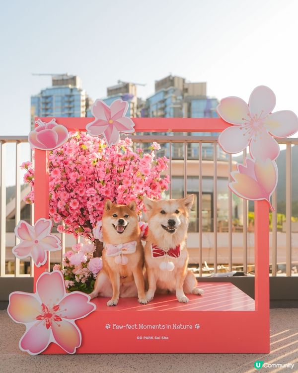 桃花世界打卡📸🌸