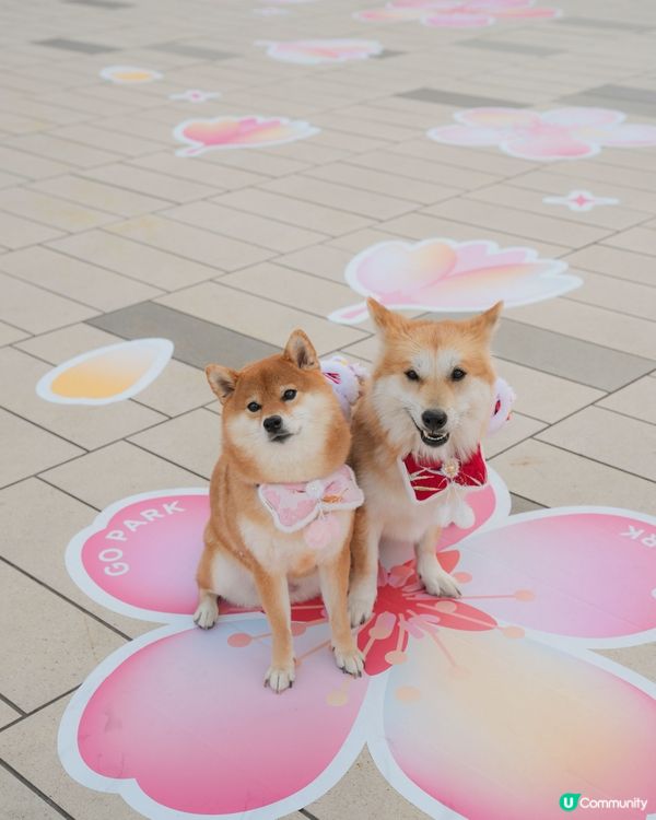 桃花世界打卡📸🌸