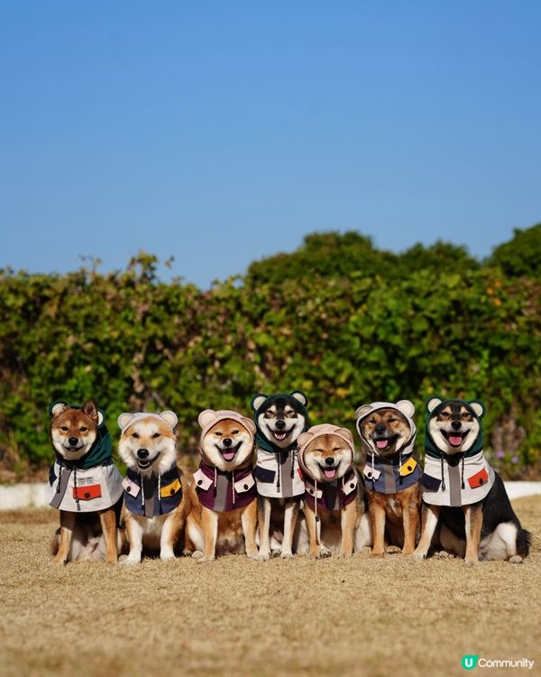寵物露營天堂 有圍欄⛺️🏕️