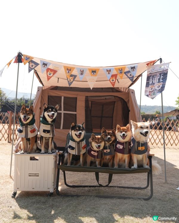 寵物露營天堂 有圍欄⛺️🏕️