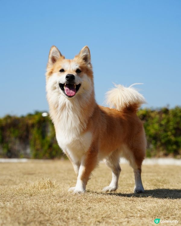 寵物露營天堂 有圍欄⛺️🏕️