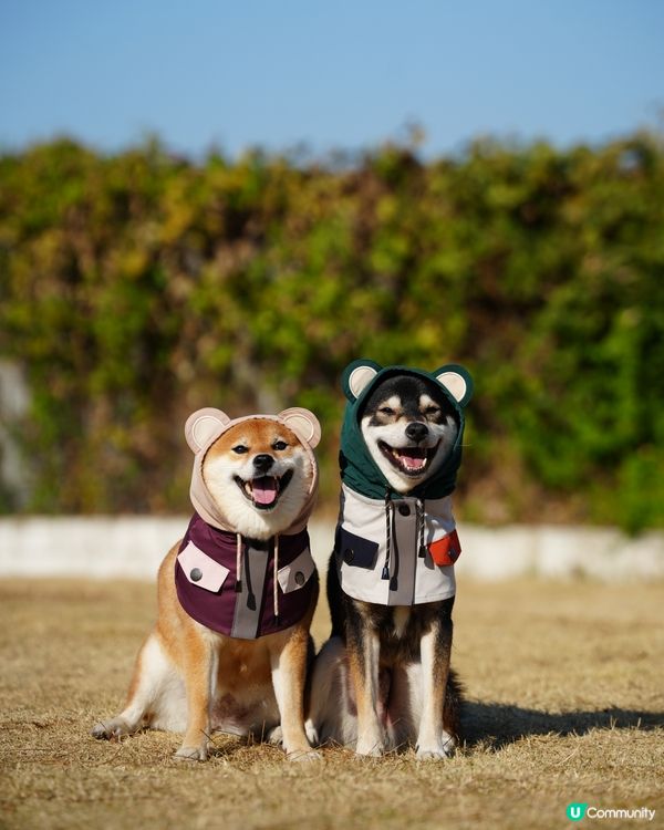 寵物露營天堂 有圍欄⛺️🏕️