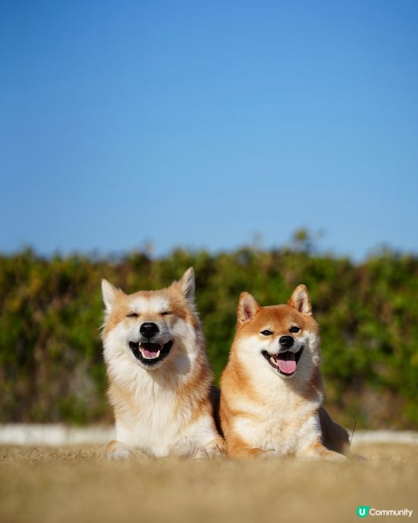 寵物露營天堂 有圍欄⛺️🏕️