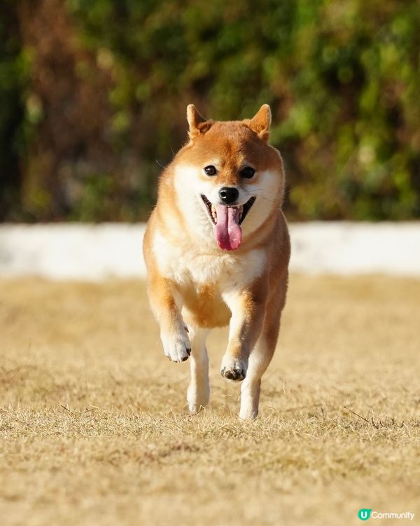 寵物露營天堂 有圍欄⛺️🏕️