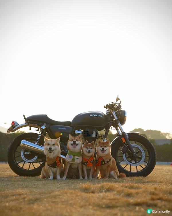 寵物露營天堂 有圍欄⛺️🏕️