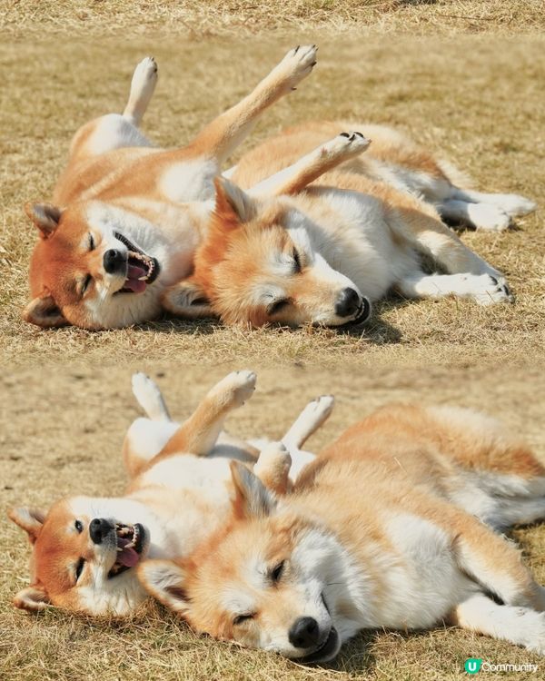 寵物露營天堂 有圍欄⛺️🏕️