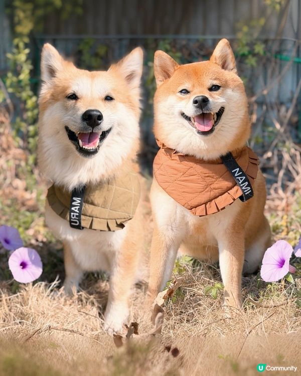 寵物露營天堂 有圍欄⛺️🏕️