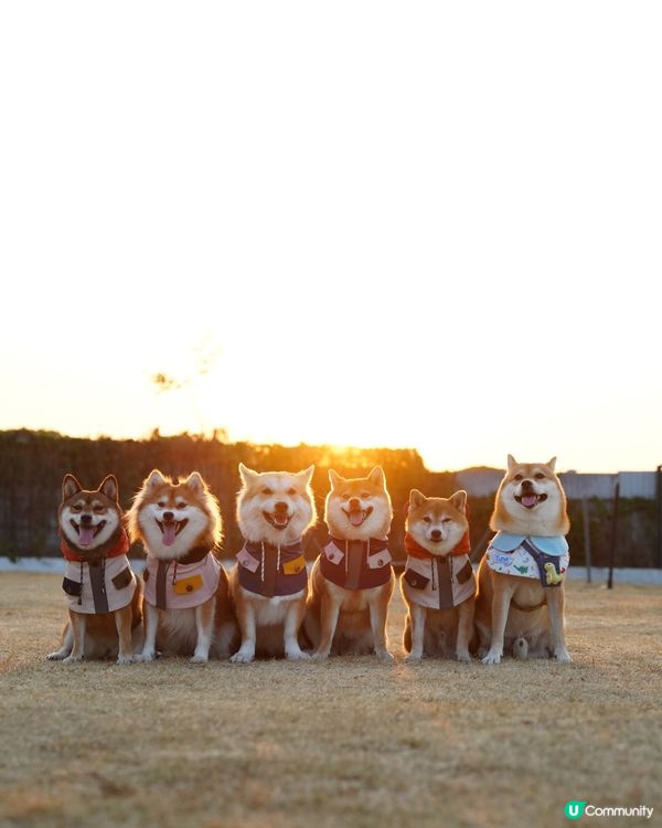 寵物露營天堂 有圍欄⛺️🏕️