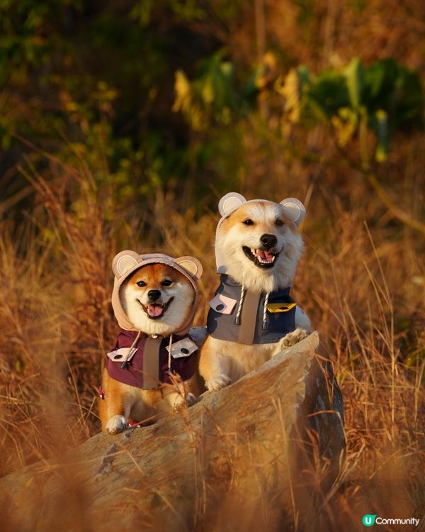 親親大自然玩到癲！🐶☀️