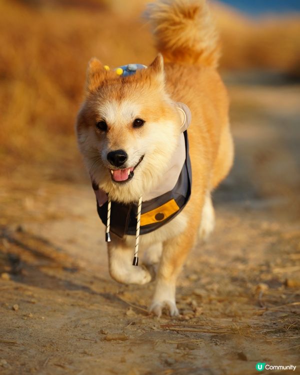 親親大自然玩到癲！🐶☀️