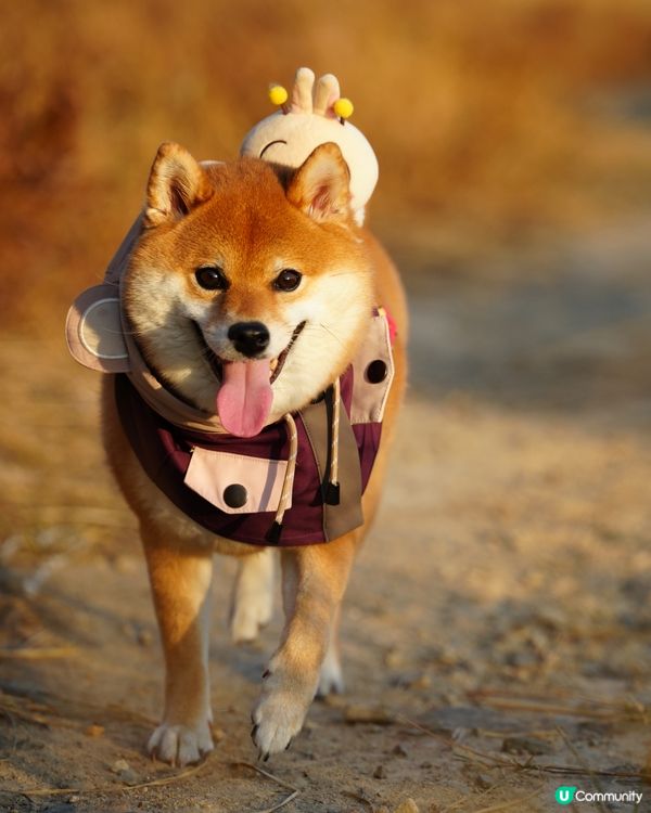 親親大自然玩到癲！🐶☀️