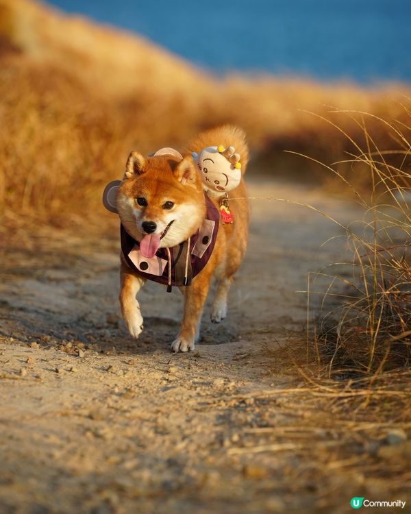 親親大自然玩到癲！🐶☀️