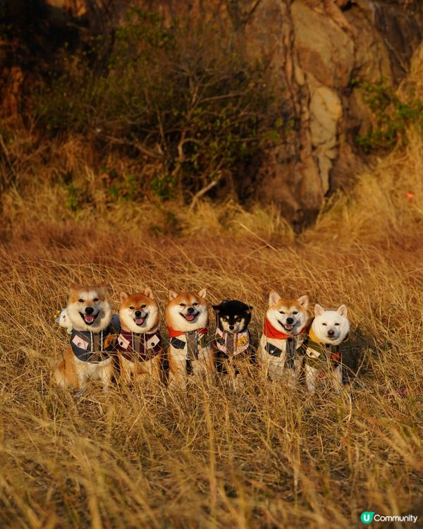 親親大自然玩到癲！🐶☀️