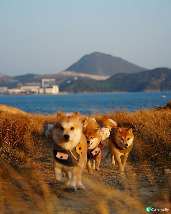 親親大自然玩到癲！🐶☀️