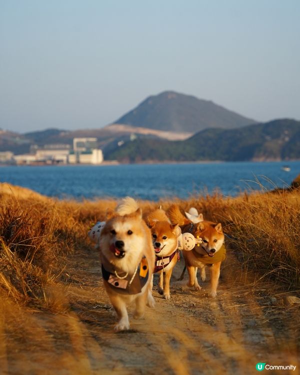 親親大自然玩到癲！🐶☀️