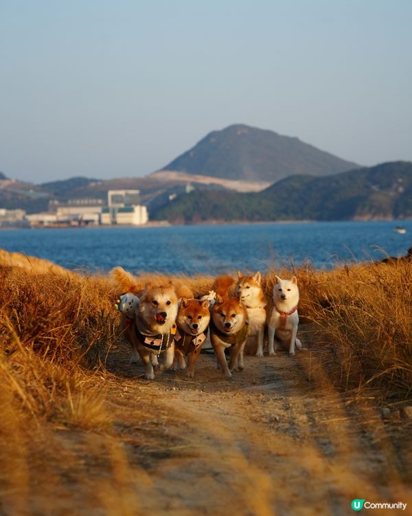 親親大自然玩到癲！🐶☀️