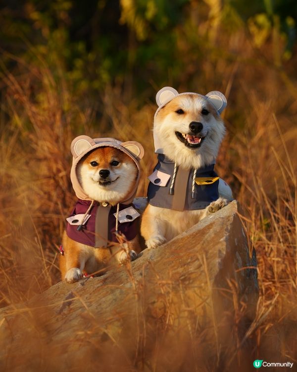 親親大自然玩到癲！🐶☀️