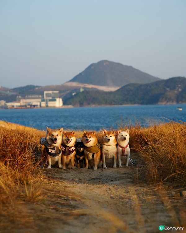 親親大自然玩到癲！🐶☀️