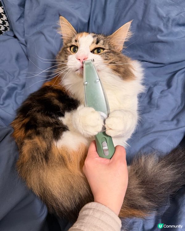 主子成日跣呔🐈‍⬛🐈？掌毛護理 - 剃毛篇🐾