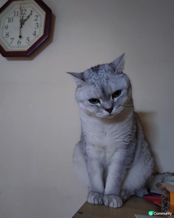 分享主子日常照🐱