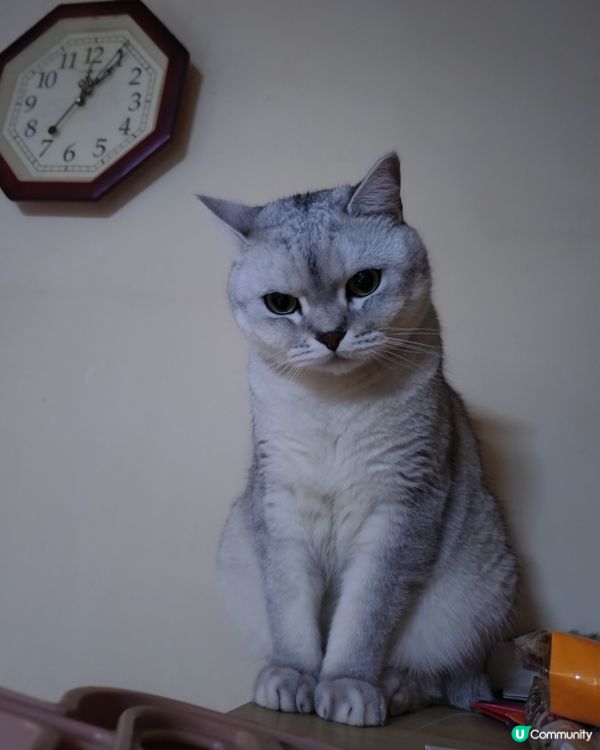 分享主子日常照🐱