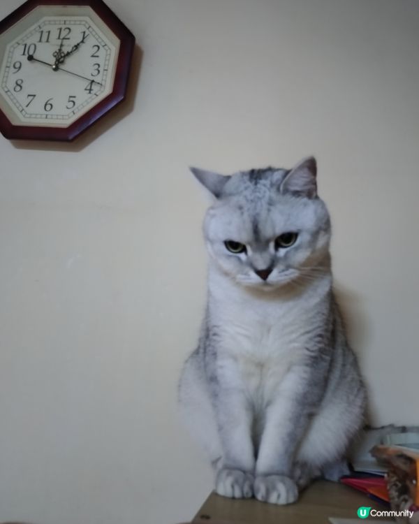 分享主子日常照🐱