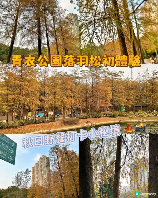 青衣公園落羽松🍁超治癒！