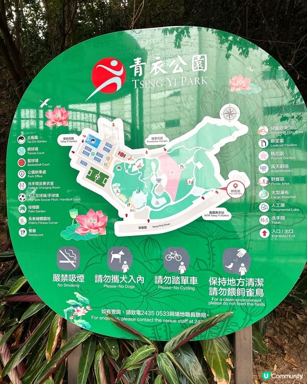 青衣公園落羽松🍁超治癒！