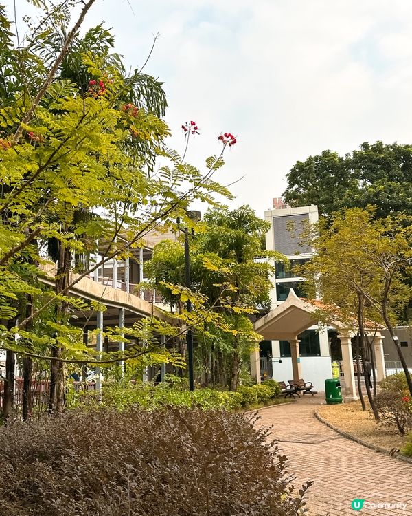 青衣公園落羽松🍁超治癒！