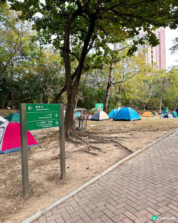 青衣公園落羽松🍁超治癒！