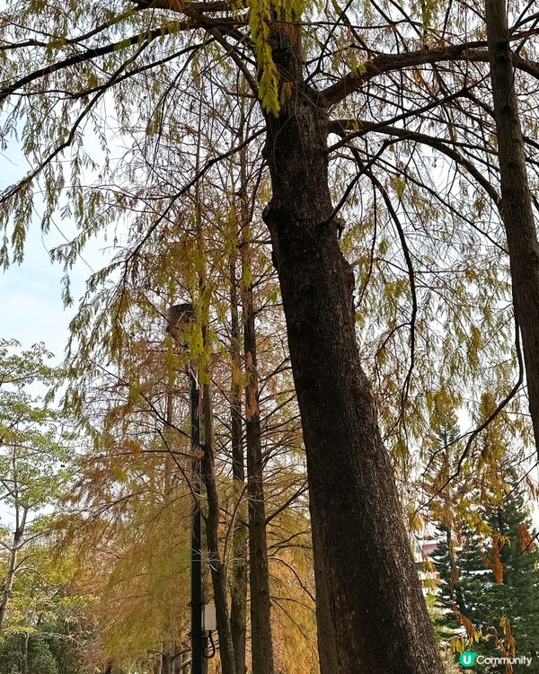 青衣公園落羽松🍁超治癒！