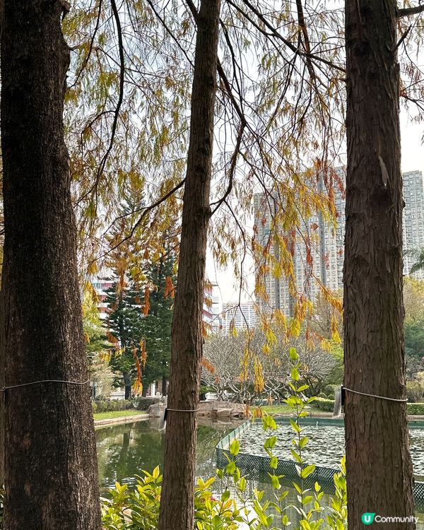 青衣公園落羽松🍁超治癒！