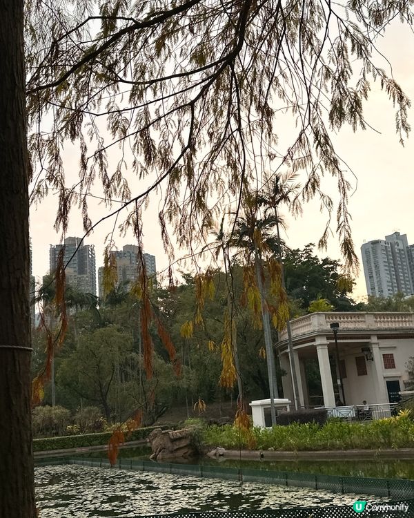 青衣公園落羽松🍁超治癒！