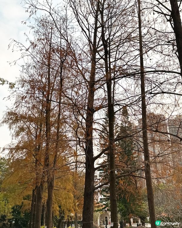 青衣公園落羽松🍁超治癒！