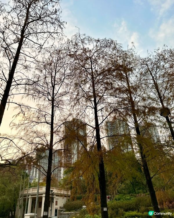 青衣公園落羽松🍁超治癒！