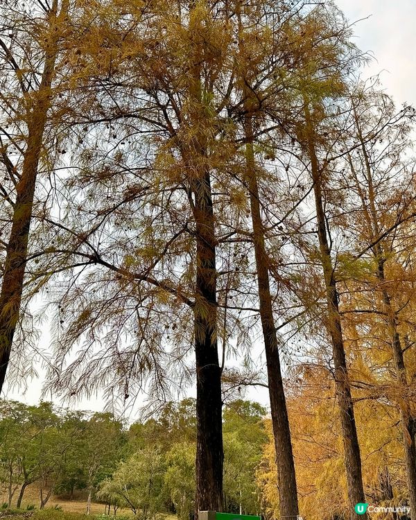 青衣公園落羽松🍁超治癒！