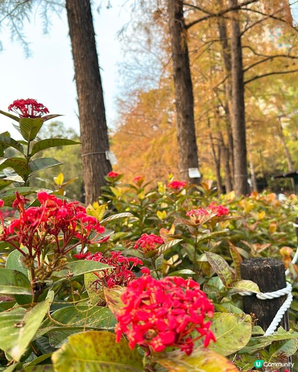 青衣公園落羽松🍁超治癒！