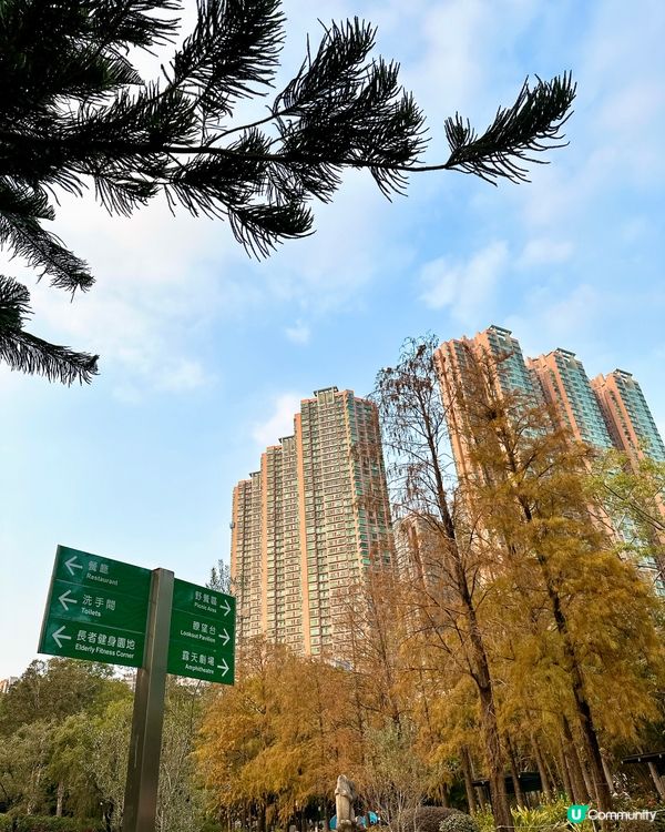 青衣公園落羽松🍁超治癒！