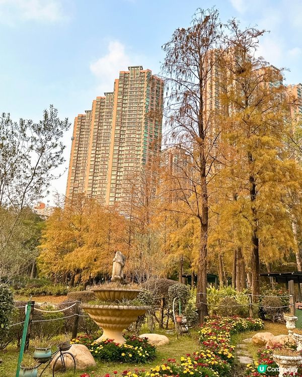 青衣公園落羽松🍁超治癒！