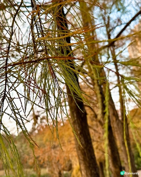 青衣公園落羽松🍁超治癒！