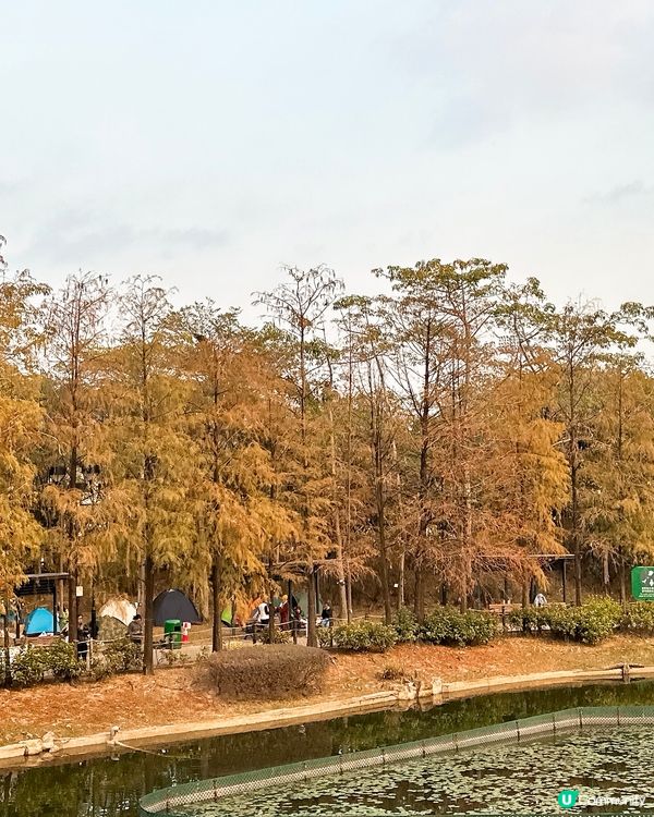 青衣公園落羽松🍁超治癒！