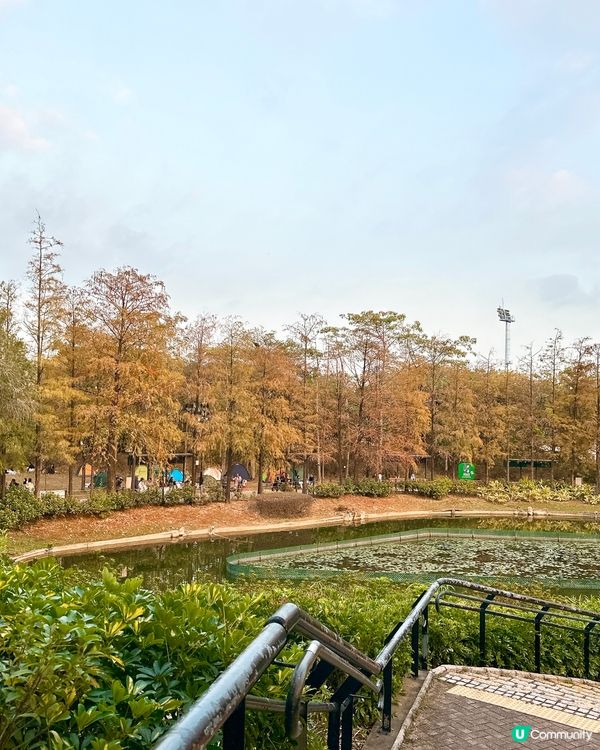 青衣公園落羽松🍁超治癒！